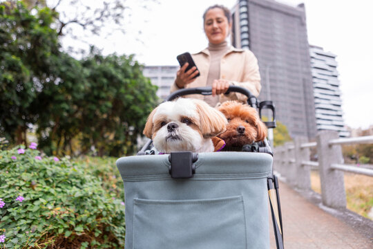 Woman strolling two dogs in a stroller in Taiwan