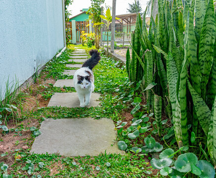 gato no quintal