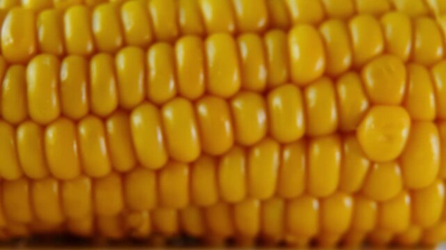 resh Corn Cob Macro Background with Smooth Horizontal Camera Motion.