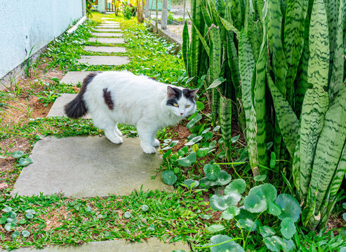 gato branco e preto no quintal