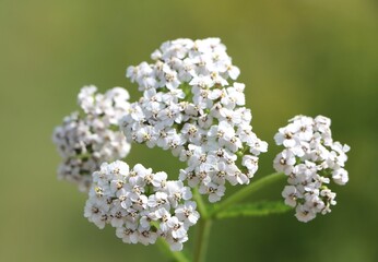 Achillea millefolium (common yarrow) medicinal plant blooming in a meadow © Rita Puteikytė