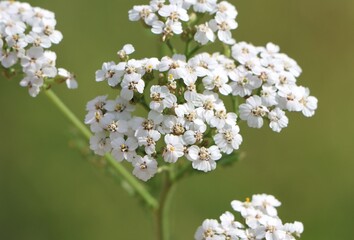 Achillea millefolium (common yarrow) medicinal plant growing in a meadow © Rita Puteikytė