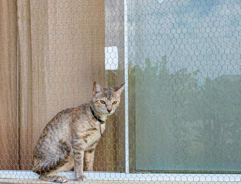 gato rajado na janela