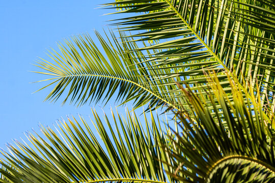 Palm leaves and green fronds fill the frame against a clear blue summer sky in Croatia, creating a vibrant Mediterranean tropical background with a warm holiday feel.