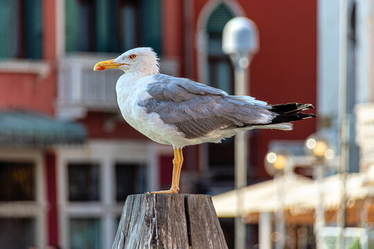 Seagull standing on a wooden post in Venice, Italy, with softly blurred city architecture behind it, creating a vivid summer urban wildlife portrait.