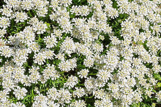Small white blossoms densely cover green foliage, forming an elegant botanical texture ideal for floral backgrounds, seasonal designs, and nature-themed projects.