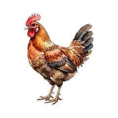 Rooster watercolor vector illustration © Menhikki