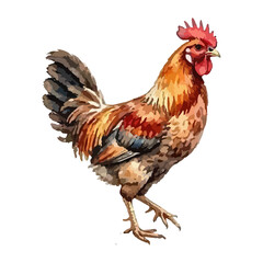 Rooster watercolor vector illustration © Menhikki