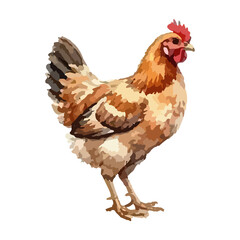 Rooster watercolor vector illustration © Menhikki