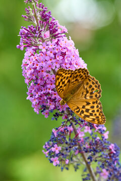  Silver-washed Fritillary (Argynnis paphia) butterfly Feeding on Purple Buddleia Flower with Soft Green Background