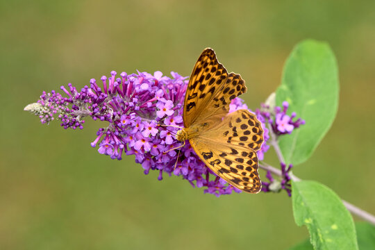  Silver-washed Fritillary (Argynnis paphia) butterfly Feeding on Purple Buddleia Flower with Soft Green Background