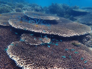 美しいテーブルサンゴと群れ泳ぐ熱帯魚の海中風景 © 直江 将平