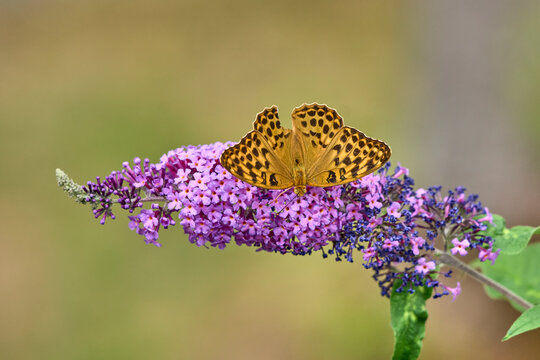  Silver-washed Fritillary (Argynnis paphia) butterfly Feeding on Purple Buddleia Flower with Soft Green Background