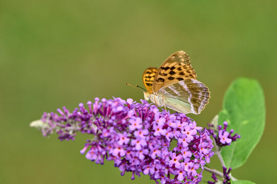  Silver-washed Fritillary (Argynnis paphia) butterfly Feeding on Purple Buddleia Flower with Soft Green Background