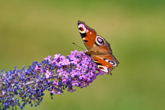 European Peacock (Aglais io) Butterfly Feeding on Purple Buddleia Flower