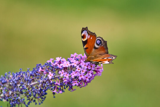 European Peacock (Aglais io) Butterfly Feeding on Purple Buddleia Flower