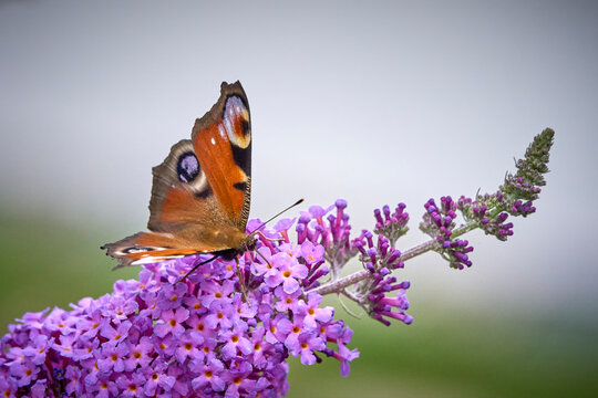 European Peacock (Aglais io) Butterfly Feeding on Purple Buddleia Flower