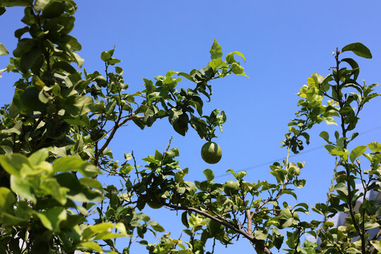 Lemons grown on the Greek island of Rhodes.
