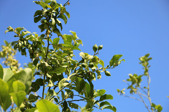 Lemons grown on the Greek island of Rhodes.