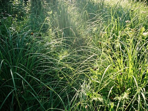 green grass and water