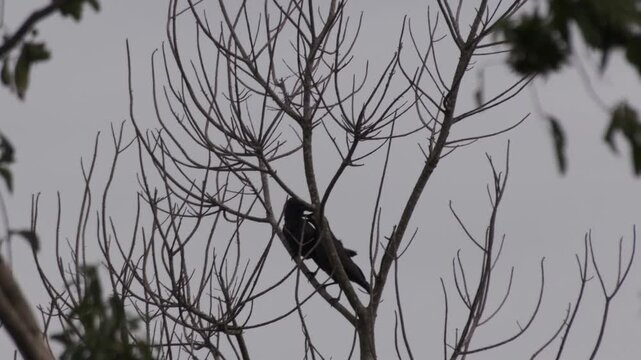 Two Palawan Crows Allopreening Before One Turns to Self-Groom, Palawan Philippines
