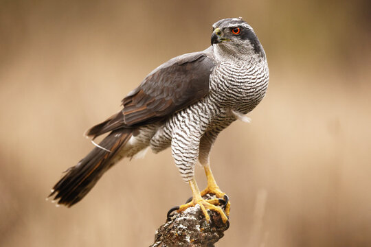 Female goshawk perched on stump with intense gaze