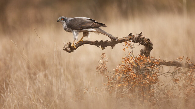 Female goshawk perched on branch in open grassland