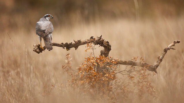 Female goshawk perched on branch in autumn grassland