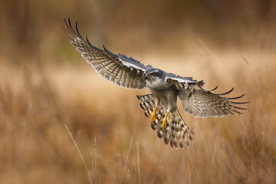 Female goshawk landing in grassland with wings spread