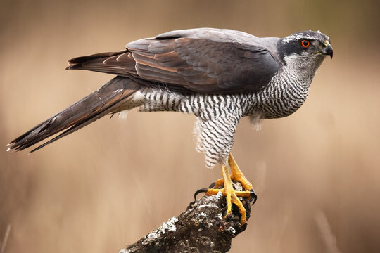 Female goshawk perched on branch in winter woodland