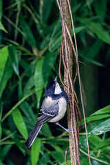 Cinereous Tit © 승일 류
