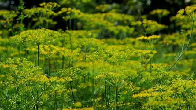 Lush field of blooming dill plants with bright yellow flower clusters in a sunny summer garden