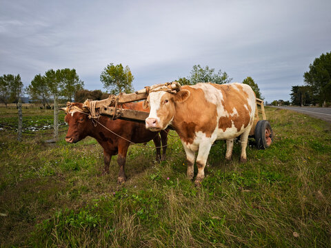 Pair of oxen with a traditional wooden cart in rural Chile