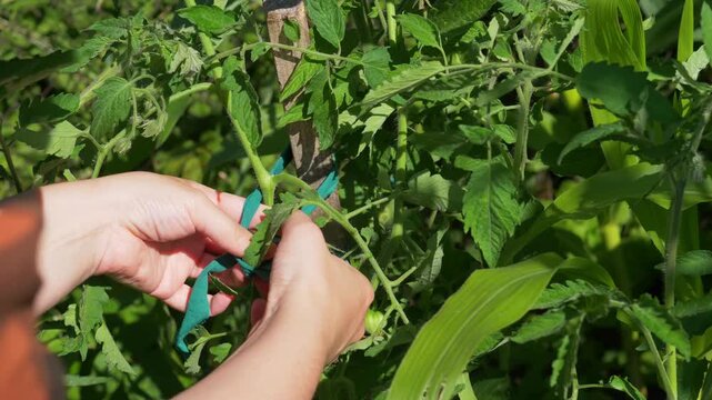 Gardener hands tying a green tomato plant to a wooden stake for support in a sunny vegetable garden