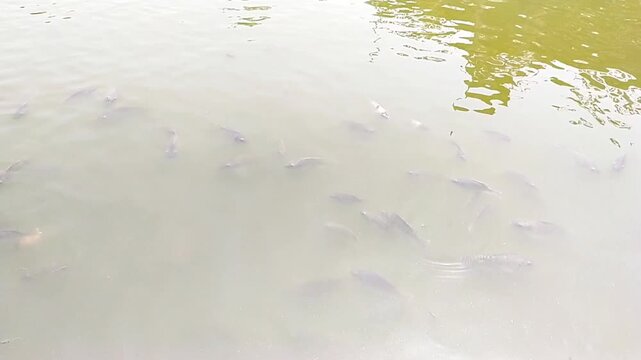 a group of goldfish and tilapia in a freshwater pond