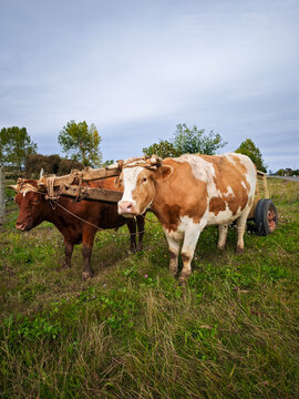 Vertical shot of two oxen with a wooden yoke and cart in Chile