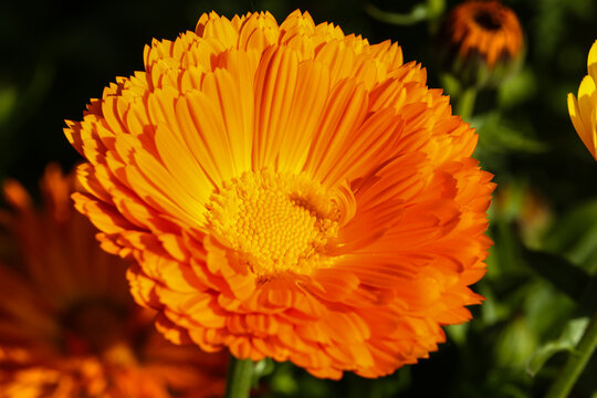 Vibrant Orange Calendula Flower Blooming in Summer Garden