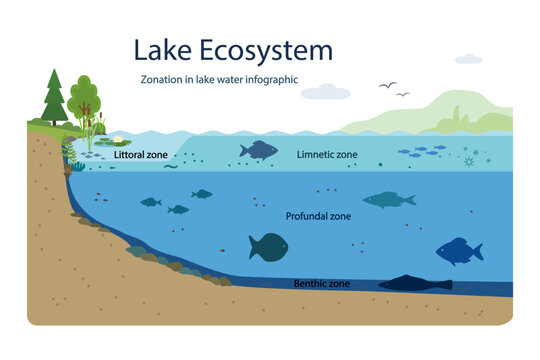Lake water ecosystem zonation infographic. Scientific diagram of lake structure with littoral, limnetic, profundal and benthic zones. Ecological zones of freshwater lake. Bology science. Vector