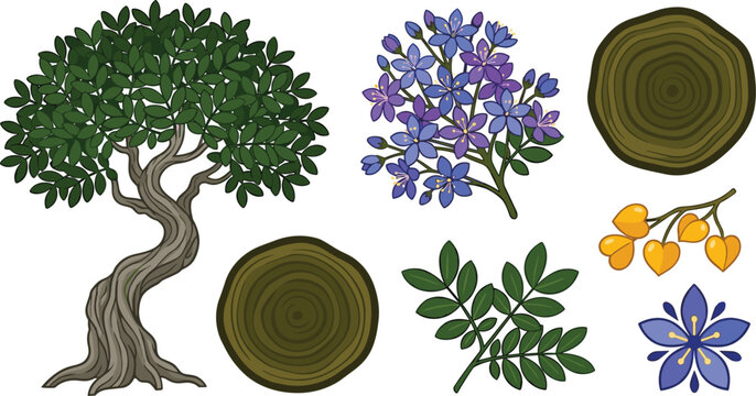 Lignum Vitae Guaiacum Officinale Tree Botanical Vector Illustration Set with Purple Flowers Wood Cross Section Rings and Leaves (18 words)