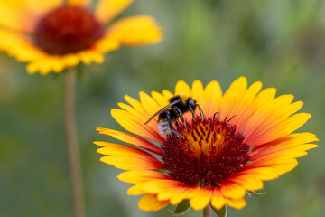 Bee collects nectar from yellow flower in garden during daytime © cooperr