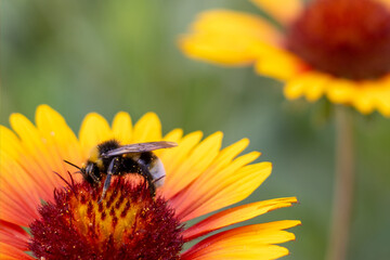 Bee collecting nectar from flower petals in a garden during sunny weather © cooperr