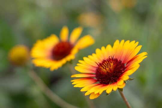 Bright flowers bloom in a garden during the day with green leaves in the background showing natural beauty and color