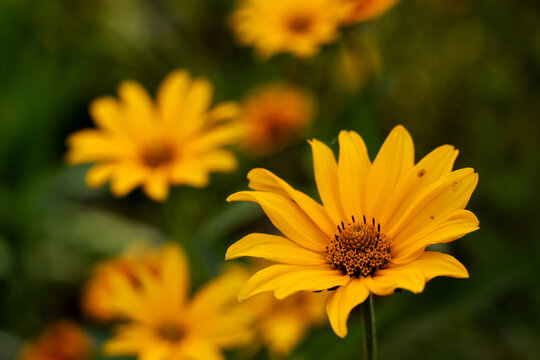 Bright yellow flowers bloom in a garden during the warm afternoon sun in late spring