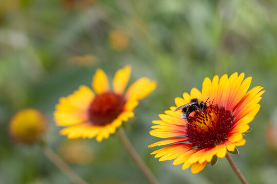 Flowers bloom in a garden as a bee collects pollen on a sunny day during spring