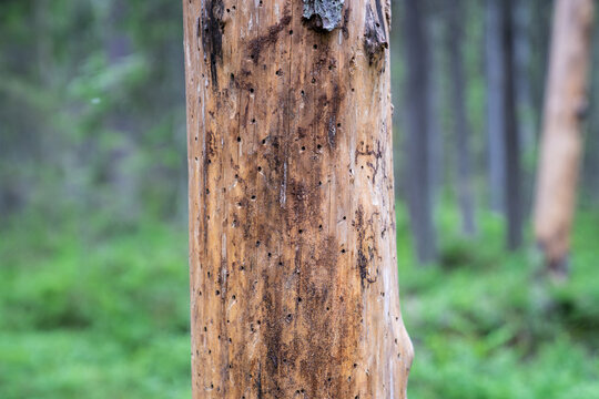 Close up damaged fir tree bark destroyed by beetle, infestation in woodland. Tree trunk with winding tunnels under bark left by typographer beetle indicating fatal infestation and complete tree death