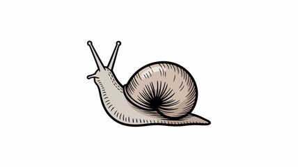 Illustration of a snail with a spiral shell, handdrawn style © vectorbd
