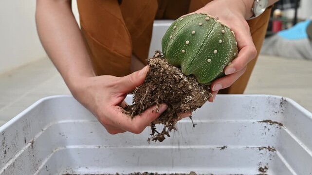 Woman removing an old soil from Astrophytum asterias cactus before repotting to new pot. Repotting refreshes the nutrients in the soil.
