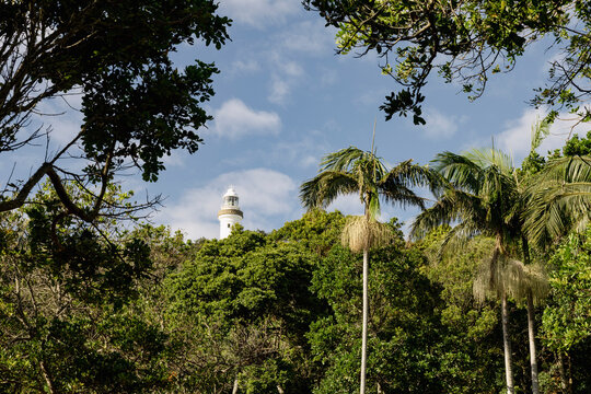 Lighthouse rising above lush forest canopy