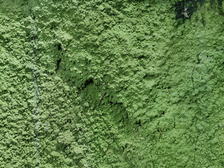 Background of an abstract texture with a rough, cracked, and uneven layer of weathered green plaster. Surface of grunge wall with a pattern of green roughcast texture has natural and artistic appeal. © Windi Holly