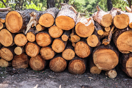 Pile of freshly cut timber logs under sunlight